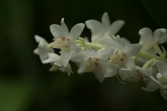 Eria species