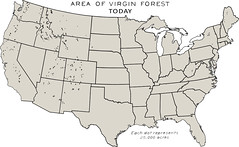 Virgin Forests Today