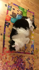 This is Cupcake. She hates puzzles and tries to destroy them... - The Caturday