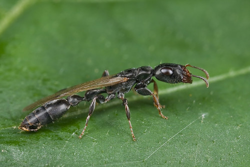 Tetraponera sp.  queen ant...IMG_5065 copy