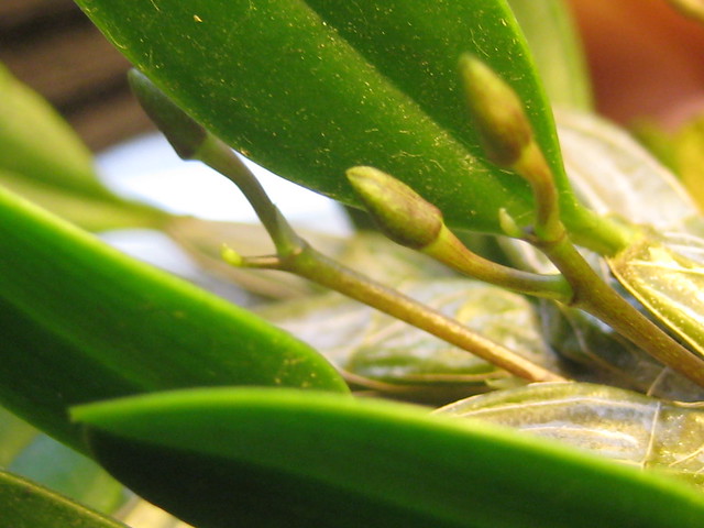 Dendrobium jenkinsii buds