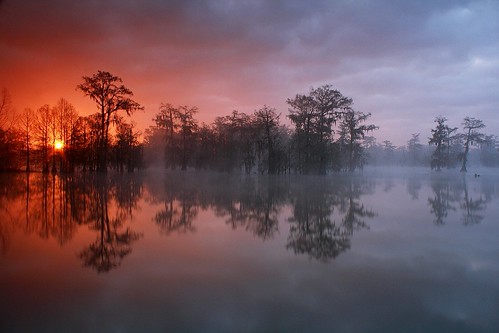 Swamp Star by Ben Pierce Photography