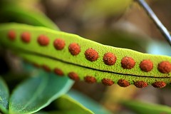 Oaxaca Ferns