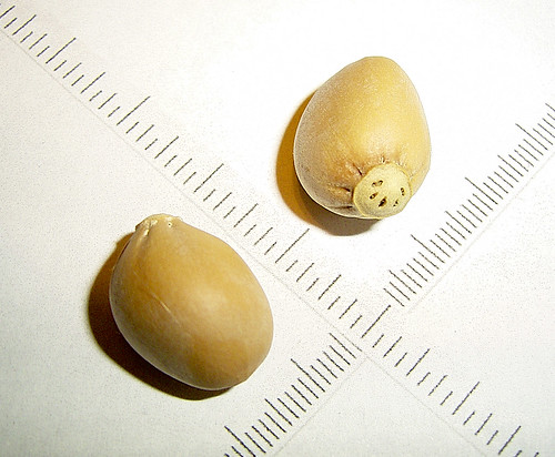 Stangeria eriopus seed