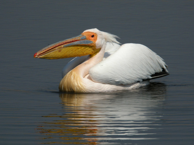 Great White Pelican, Etosha National Park, Namibia