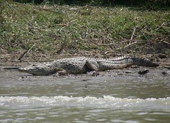 Crocodiles - alligators - Caïmans