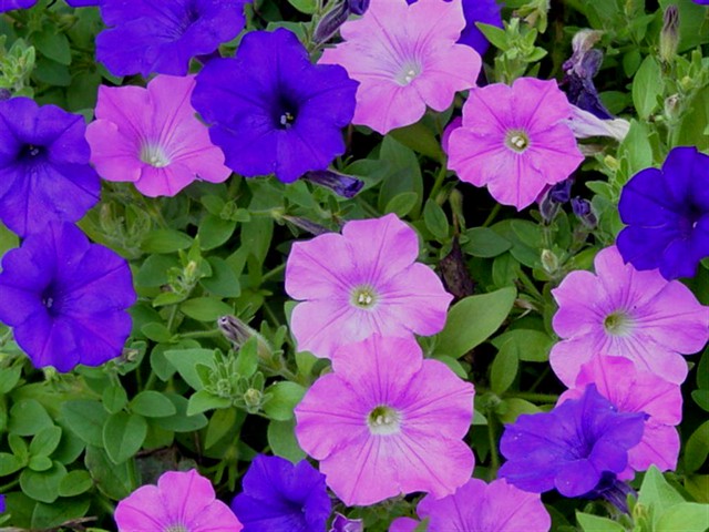 Blue and Lilac Wave Petunias 