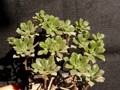 Aeonium lindleyi subsp. viscatum by carlesjbox