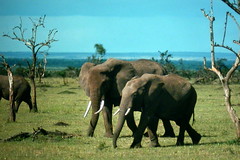 East African Wildlife Safari