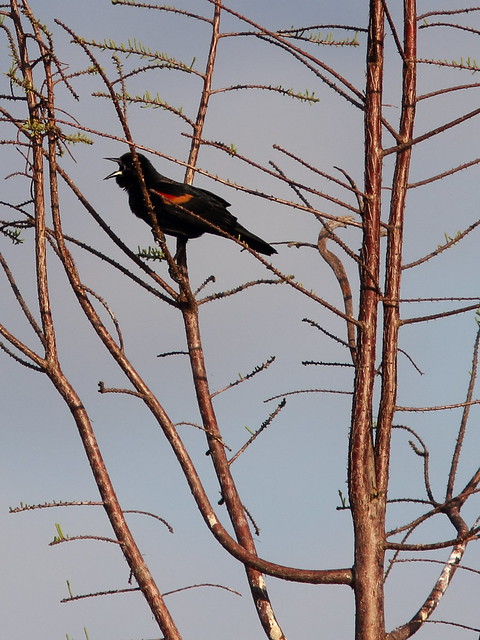 Red-winged Blackbird singing 20140307