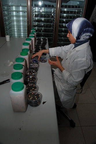 ICARDA Genebank Employee
Working on Seed Collections