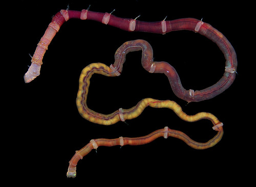 Maldanid worm