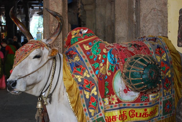 Hindus, Hindu weddings and Walking on Pinterest