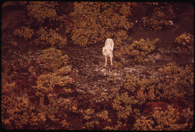 White Female Wolf in the Atigun Valley...08/1973