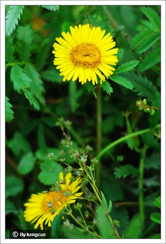 内蒙古植物照片-菊科旋覆花属旋覆花