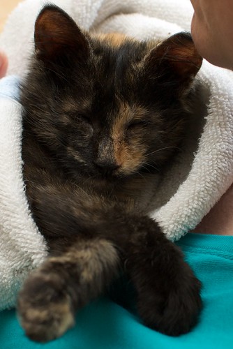 Meet Helen -- Our Special Needs Kitten