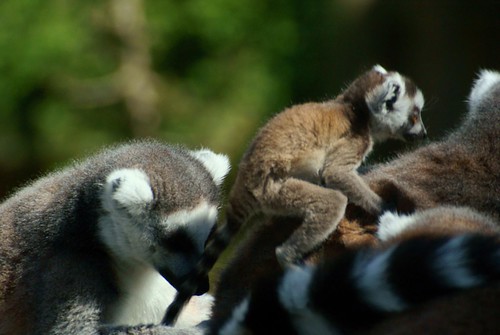 Lemur Family