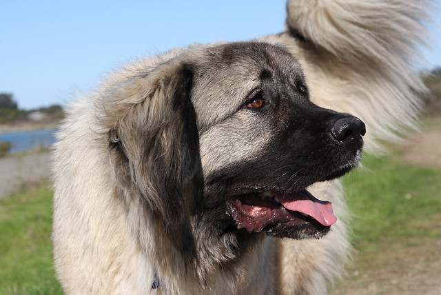 Caucasian Mountain dog, Caucasian Ovcharka, Shepherd dog, Sheepdog 