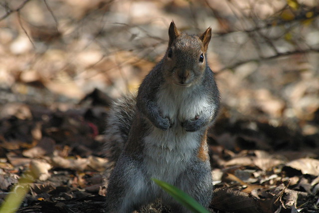 Sexy squirrel is giving top models a run for their money 