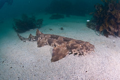 Tiburón wobbegong
