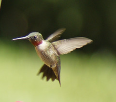 Hummingbirds 2009