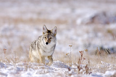 coyotes of Yellowstone