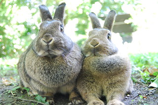 Two Rabbits / Zwei Kaninchen