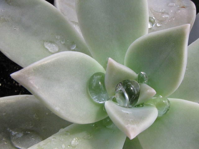 Water drops on Ghost Plant 1