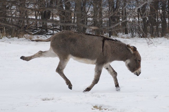 Donkey In Snow