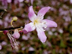 MALVACEAE - Ceiba pubiflora