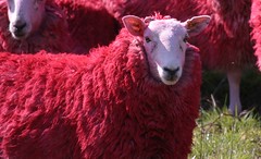 RED sheep