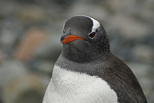 Penguin, petermann island by sharatkum