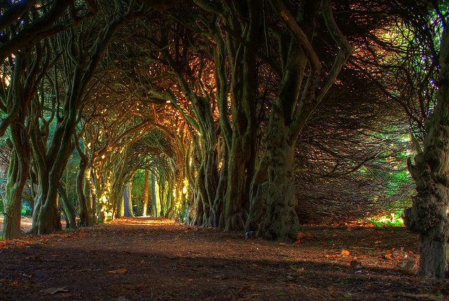 Fairytale tree tunnel.