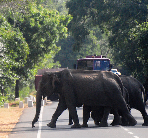 Wild Elephants are crossing the road, Sri Lanka