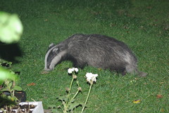 Badgers, Birds and Squirrels
