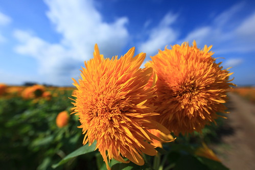 Sunflower / Helianthus / 向日葵(ひまわり)