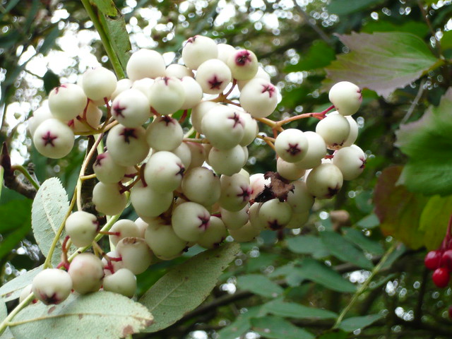 Sorbus cashmiriana (Kashmir Rowan Tree)