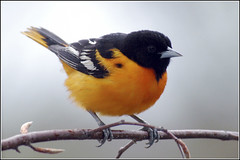 Oriole (Northern)