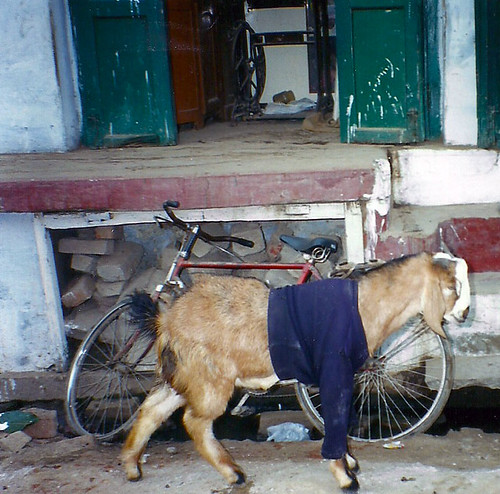 Cold Goat Varanasi India
