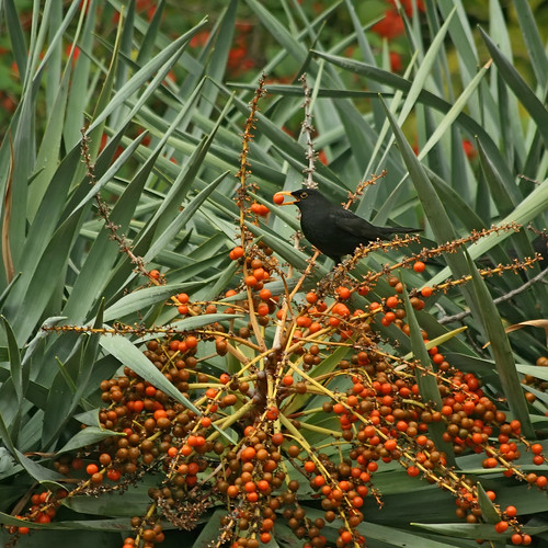 Madeira Island: Black bird feasting on a Dragon tree