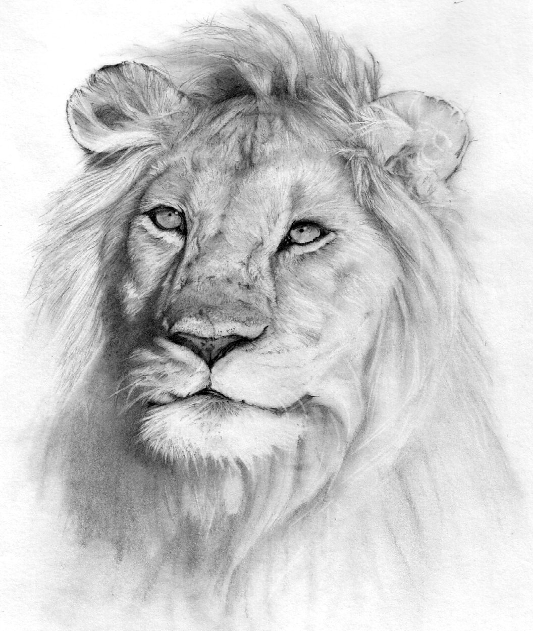 Detailed Lion Drawing