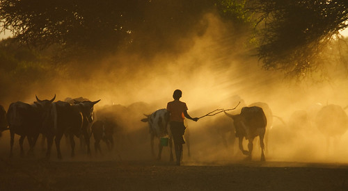 Cattle herded home in the evening in Mozambique