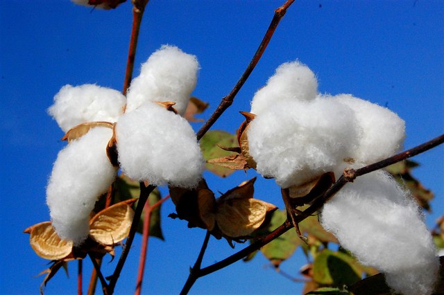 Organic-grown cotton ©Zameen Organic