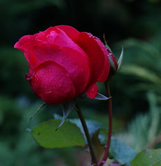 The Romance of a Rose