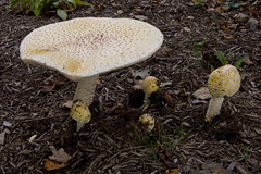 Mushroom, Toadstools & Fungi