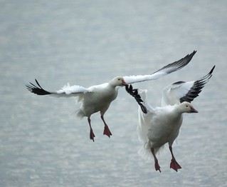 Snow Geese landing