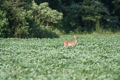 2009-2010 Deer