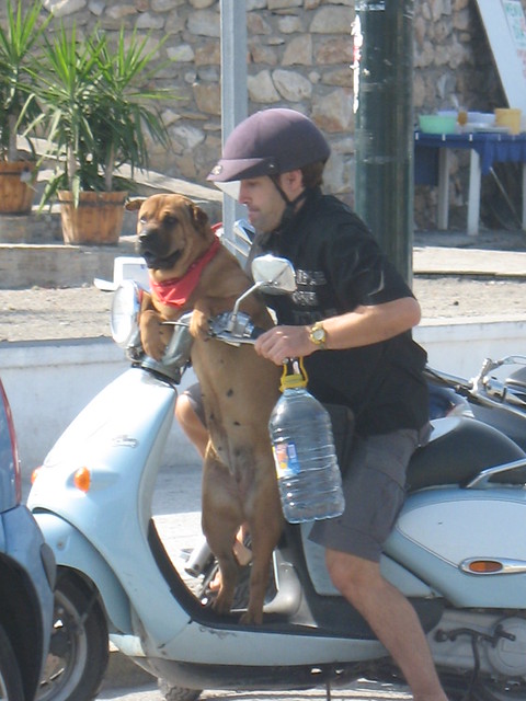 A dog, his man and his scooter