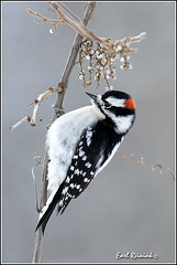 Woodpecker (Downey)