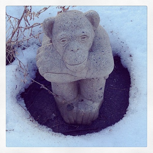 Backyard chimp is happy the snow is melting.
